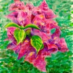 Bougainvillea