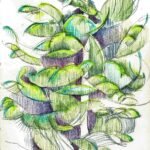 Bovagen Tree - Norway