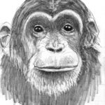 Chimp