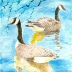 Canada Geese