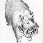 Hippo