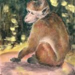 Macaque