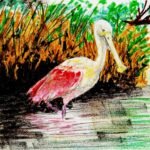 Spoonbill