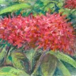 Ixora
