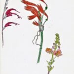 Machu Picchu Flowers