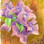 Bougainvillea Sketch