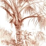 Small Coconut Tree